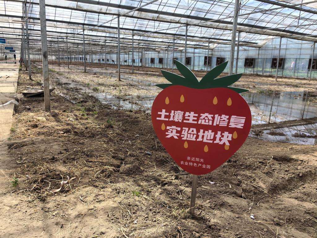 农业特色产业园大棚内的土壤改良地块。受访者提供。