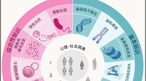 《Cell》重磅更新：衰老标志增至14项，口服“肠益维”成抗衰新方案_凤凰网