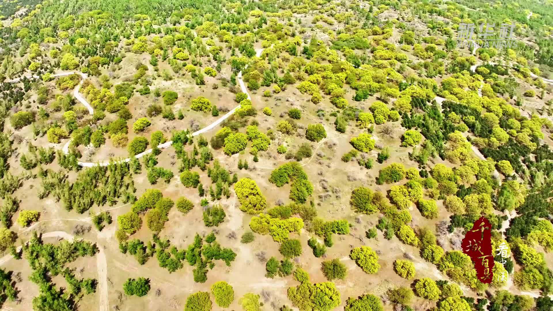 千城百县看中国｜内蒙古：乌旦枫花初夏竞芳菲