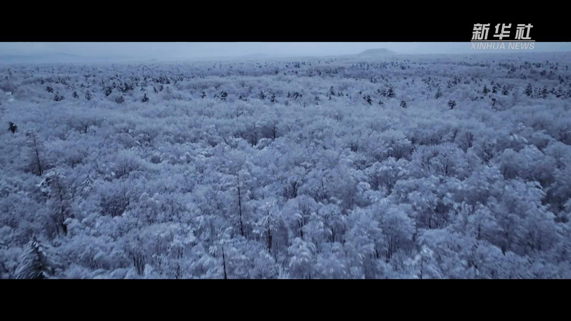 微纪录片丨守望长白火山 聆听地球“脉动”
