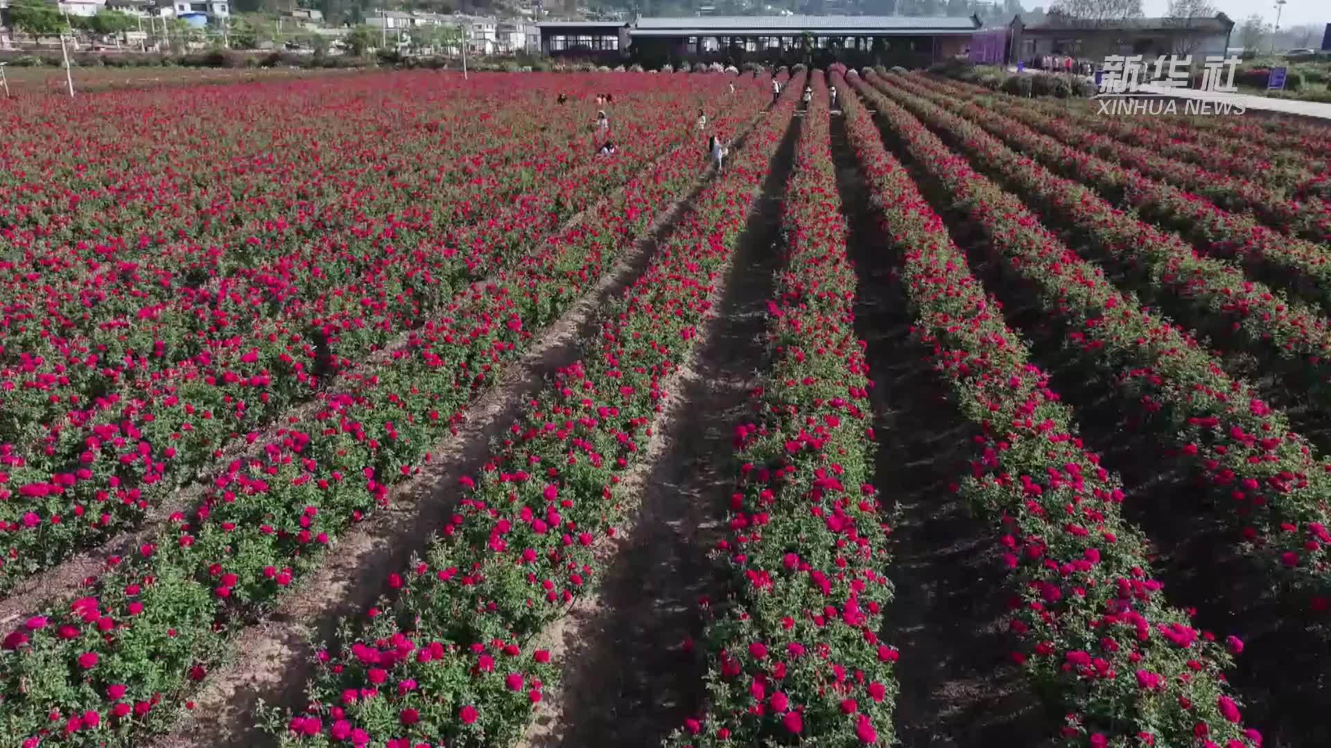 云南姚安：玫瑰宴助力“鲜花经济”美丽绽放