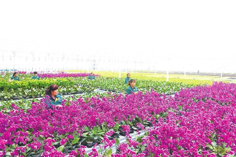 兰州新区现代农业示范园　资料图