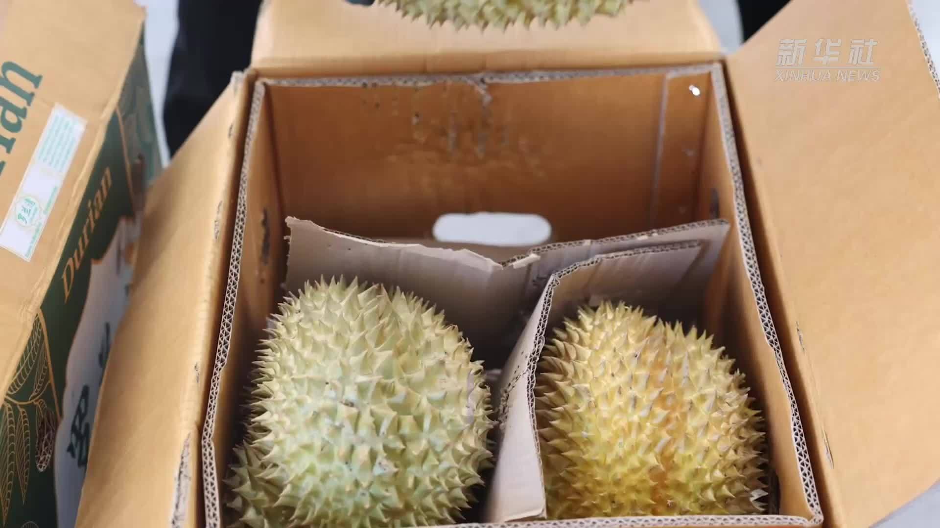 中老铁路助力东南亚榴莲畅销中国市场