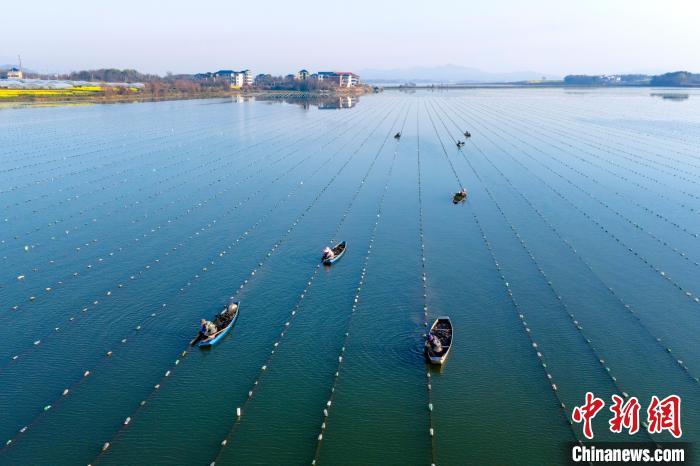 图为都昌县淡水珍珠养殖基地。尹志 摄