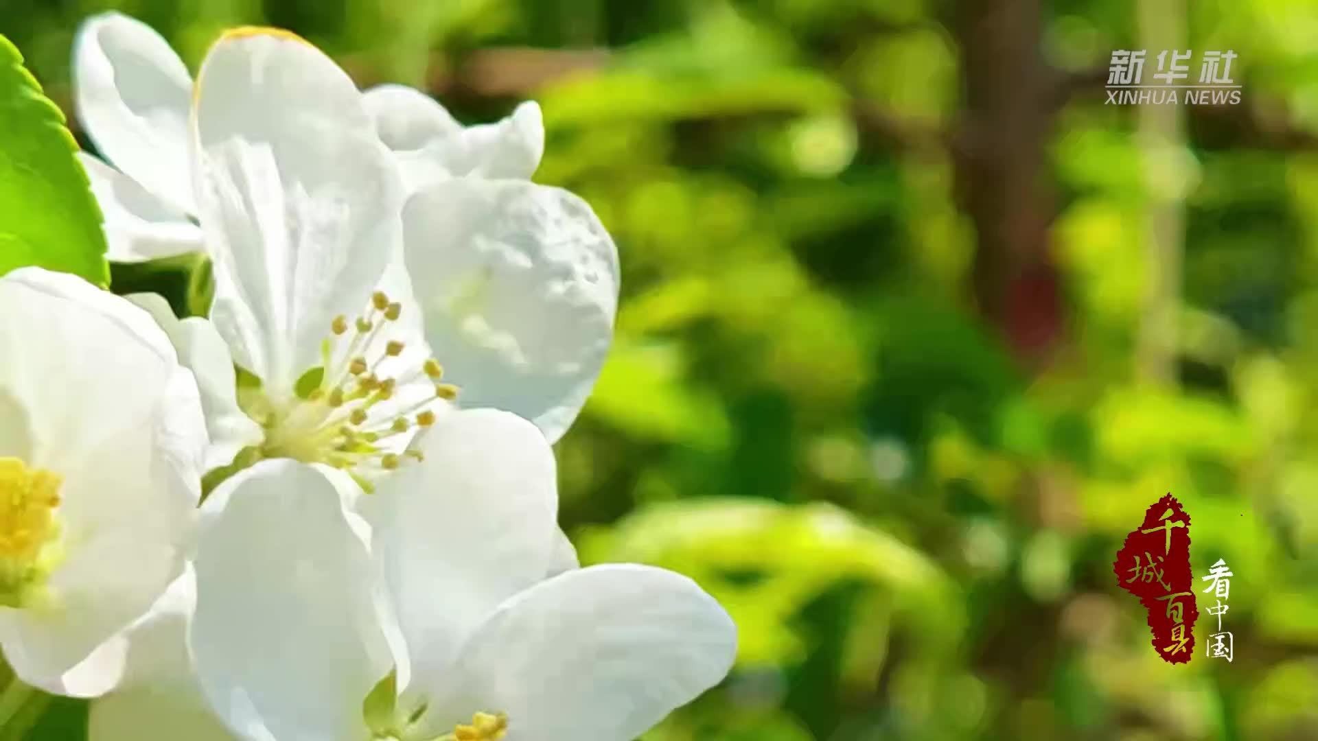 千城百县看中国｜内蒙古科左中旗：海棠花开 绘就乡村振兴新画卷