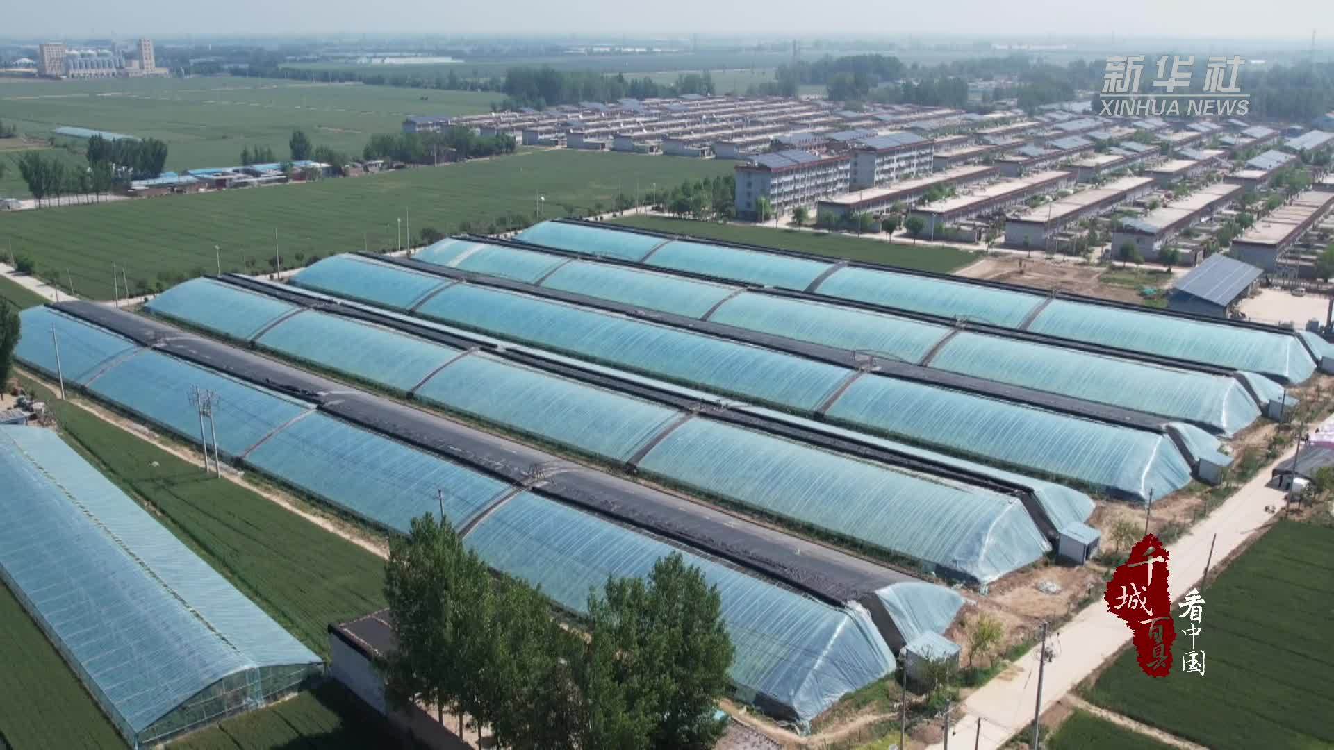 千城百县看中国｜山东阳谷：大棚油桃“甜蜜”上市