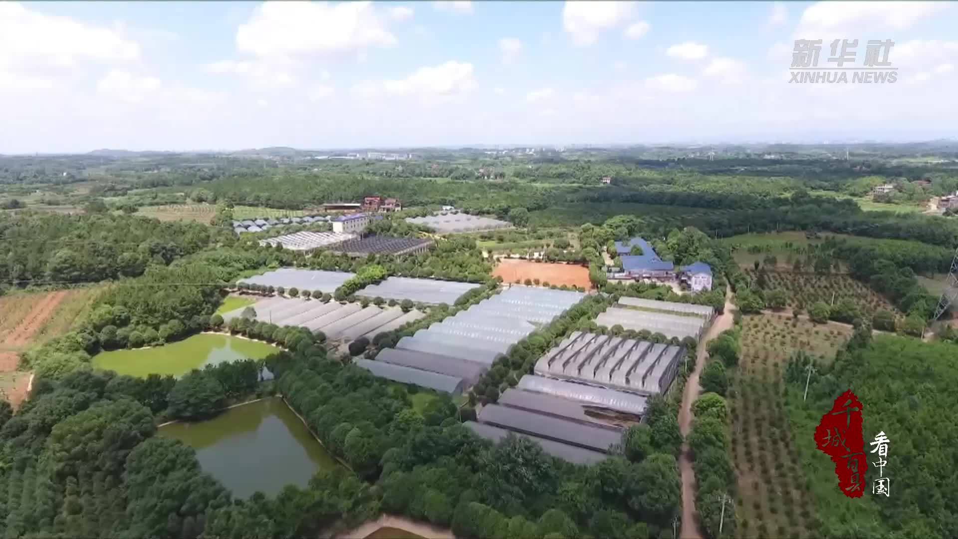 千城百县看中国|湖南冷水滩：早桃抢“鲜”上市 采摘热带火乡村游