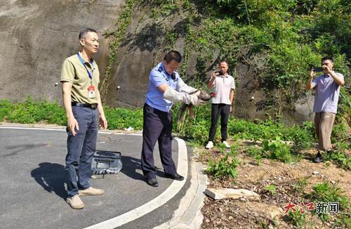 白鹇被放归大自然