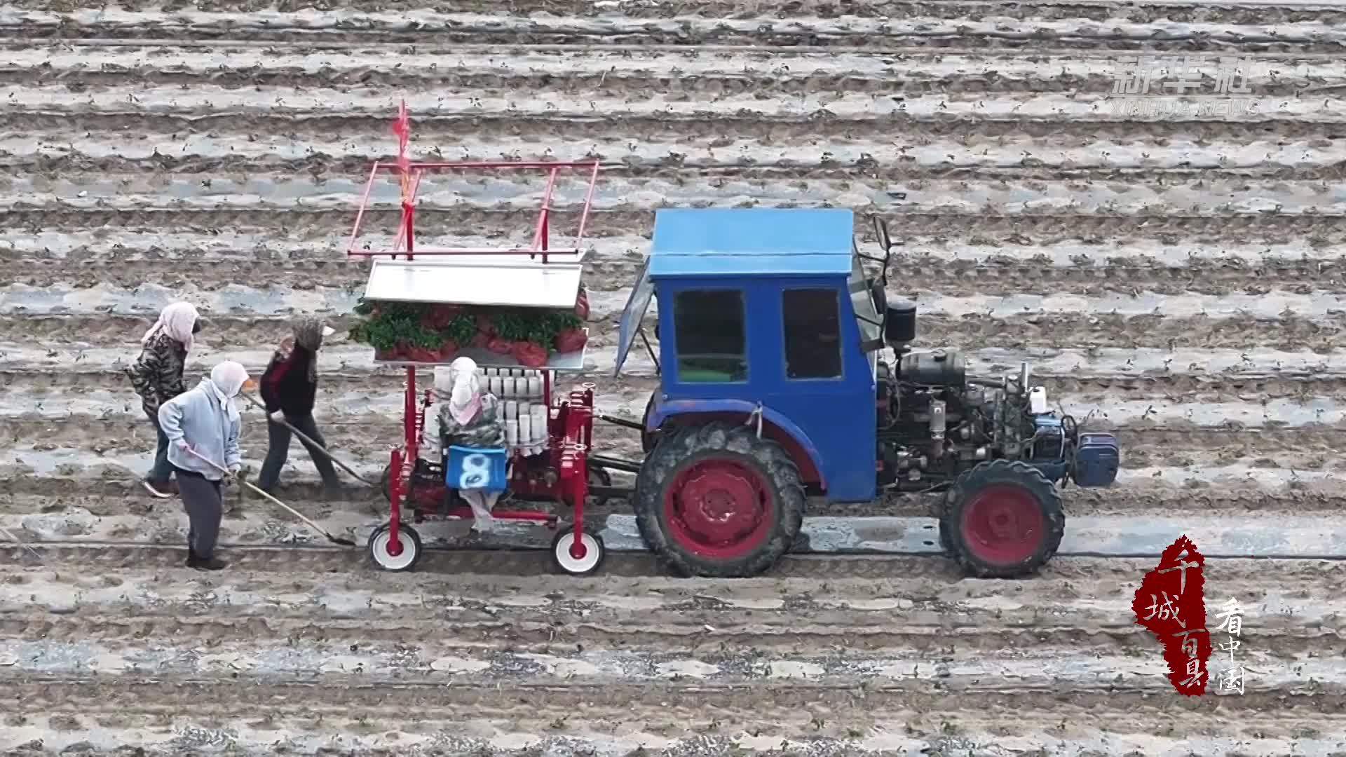 千城百县看中国｜吉林白城：田间地头奏响“椒”响曲