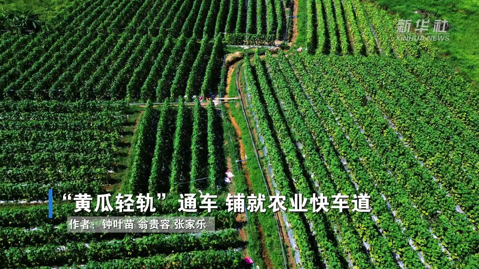 “黄瓜轻轨”通车 铺就农业快车道