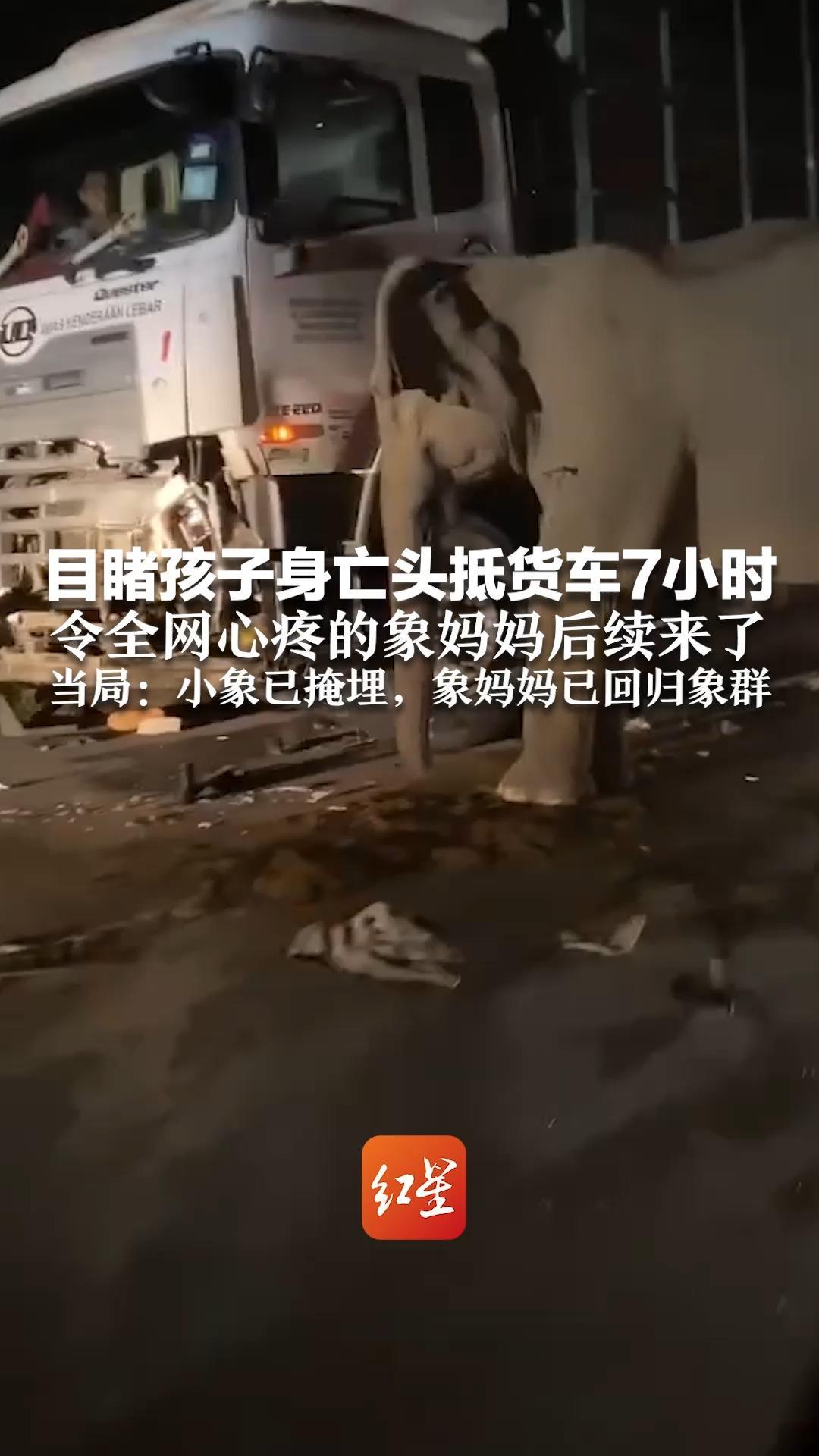 目睹孩子身亡头抵货车7小时 令全网心疼的象妈妈后续来了 当局：小象已掩埋，象妈妈已回归象群