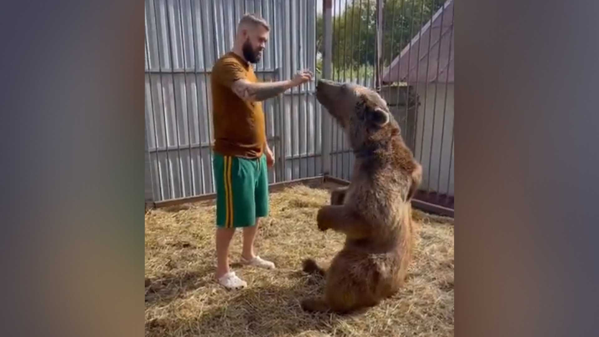 俄罗斯总理签署命令：禁止养熊