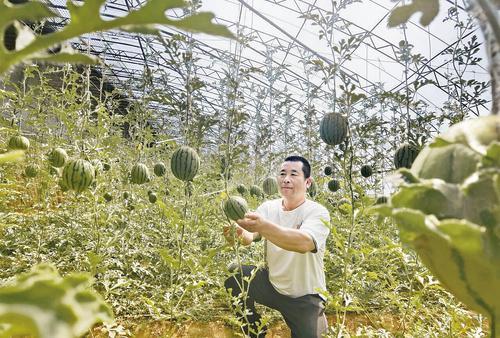 5月13日，唐山市丰南区大新庄镇薄港村裴永无公害食品园区负责人孙裴永在大棚里查看“手掰西瓜”长势。 本报记者 王育民摄