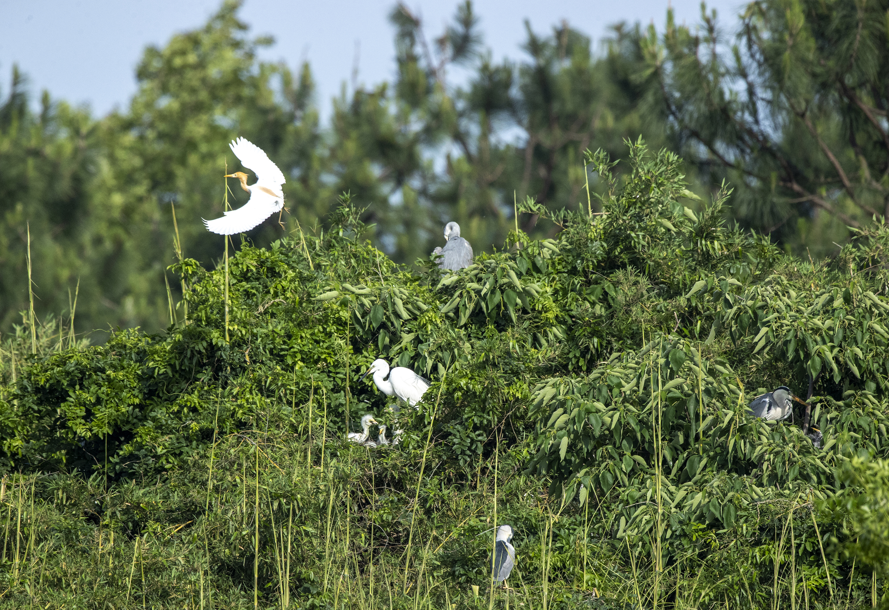 共青城：生态好 众鸟栖（图）