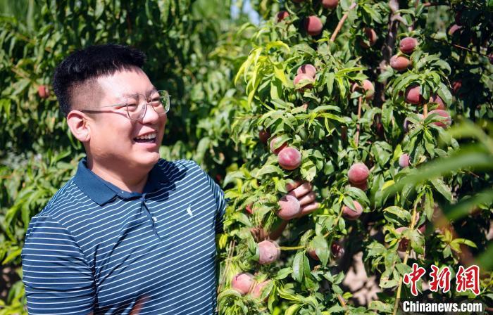 5月9日，甘州区种植户王亚东看着长势喜人的水果，脸上露出了笑容。李自海　摄