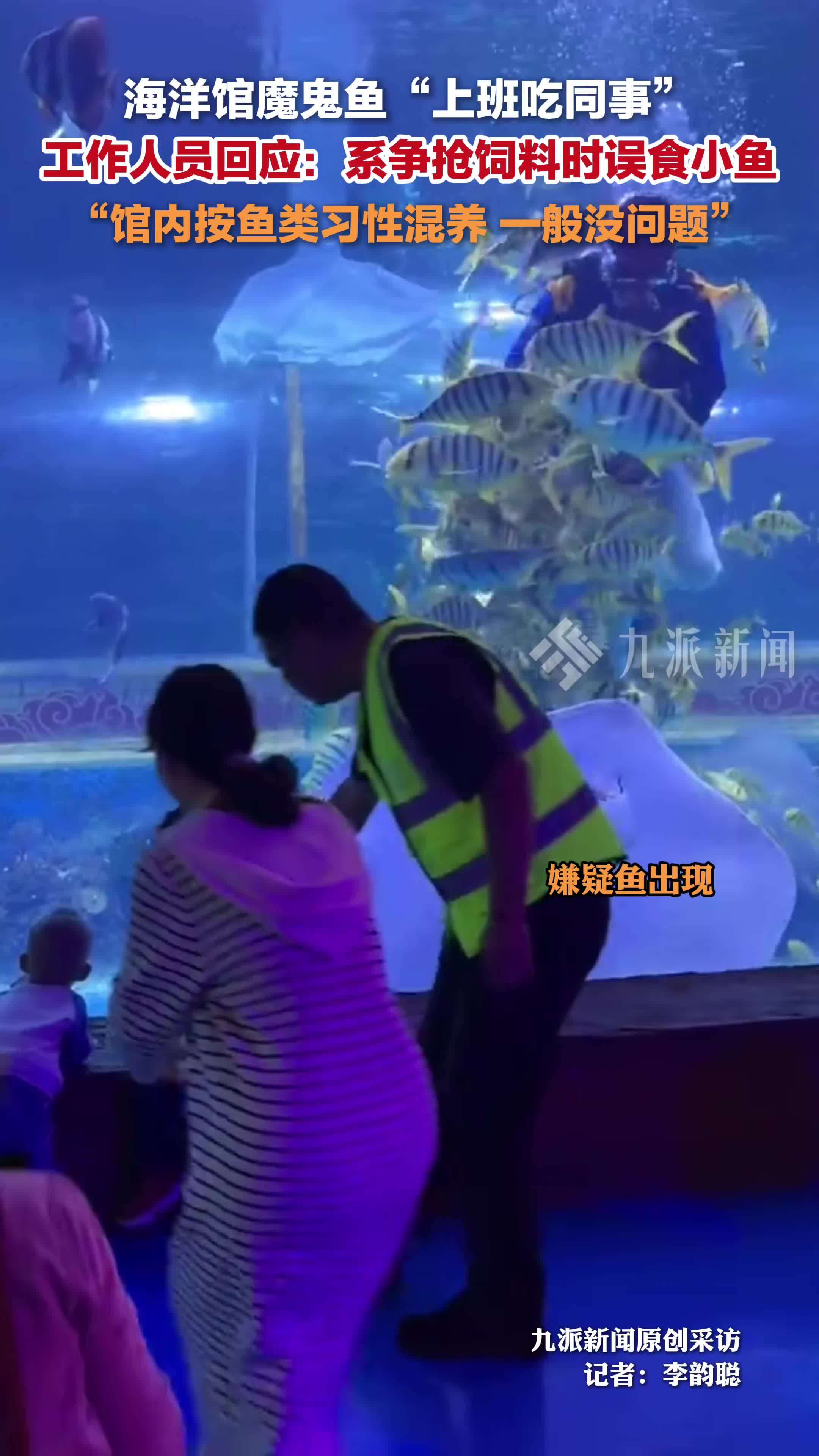 海洋馆回应魔鬼鱼上班吃同事：系争抢饲料时误食小鱼，馆内按鱼类习性混养，一般没问题