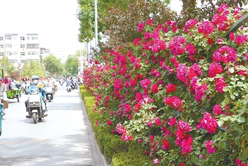 “月季花墙”铺展诗意长卷
