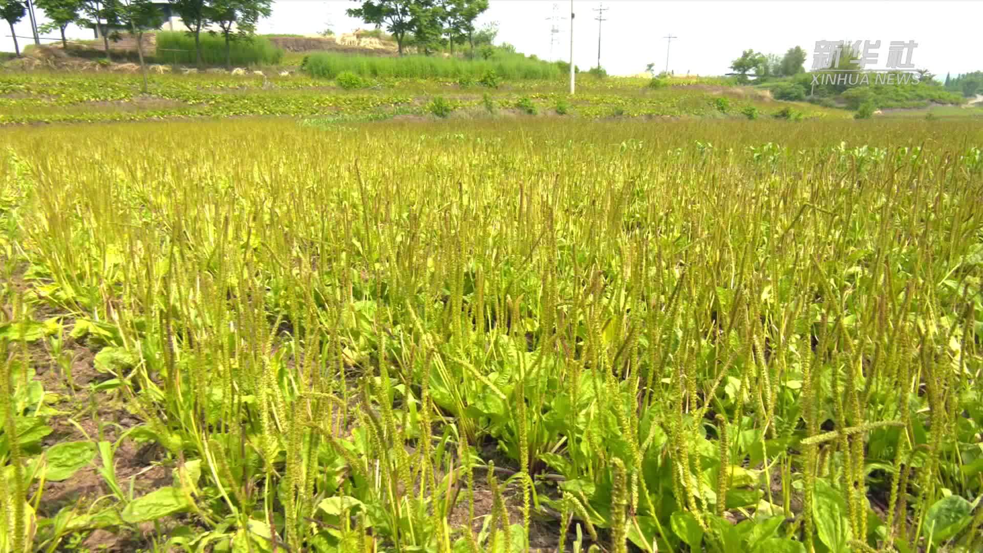 四川泸县：药粮轮作 一地多收