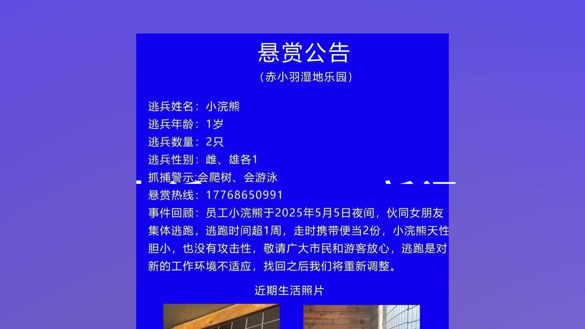 悬赏五千元寻找的小浣熊情侣仍未归，园方：520当晚会进行一次大型寻找