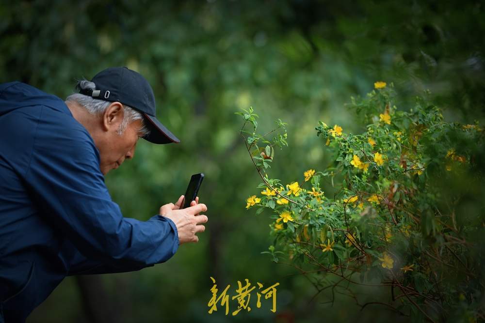 花蕊燦若金絲！濟南泉城公園金絲桃花盛放