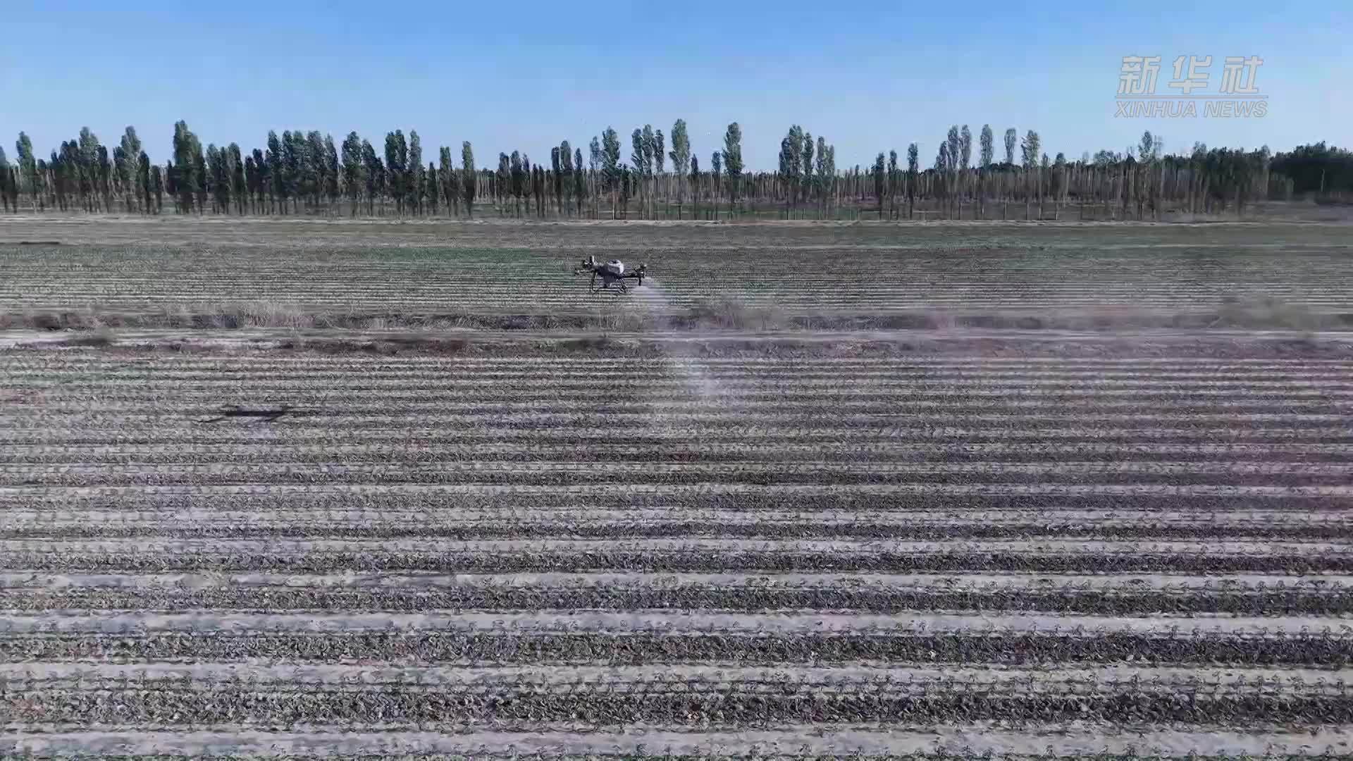 18.8万亩辣椒田里的“科技范儿”