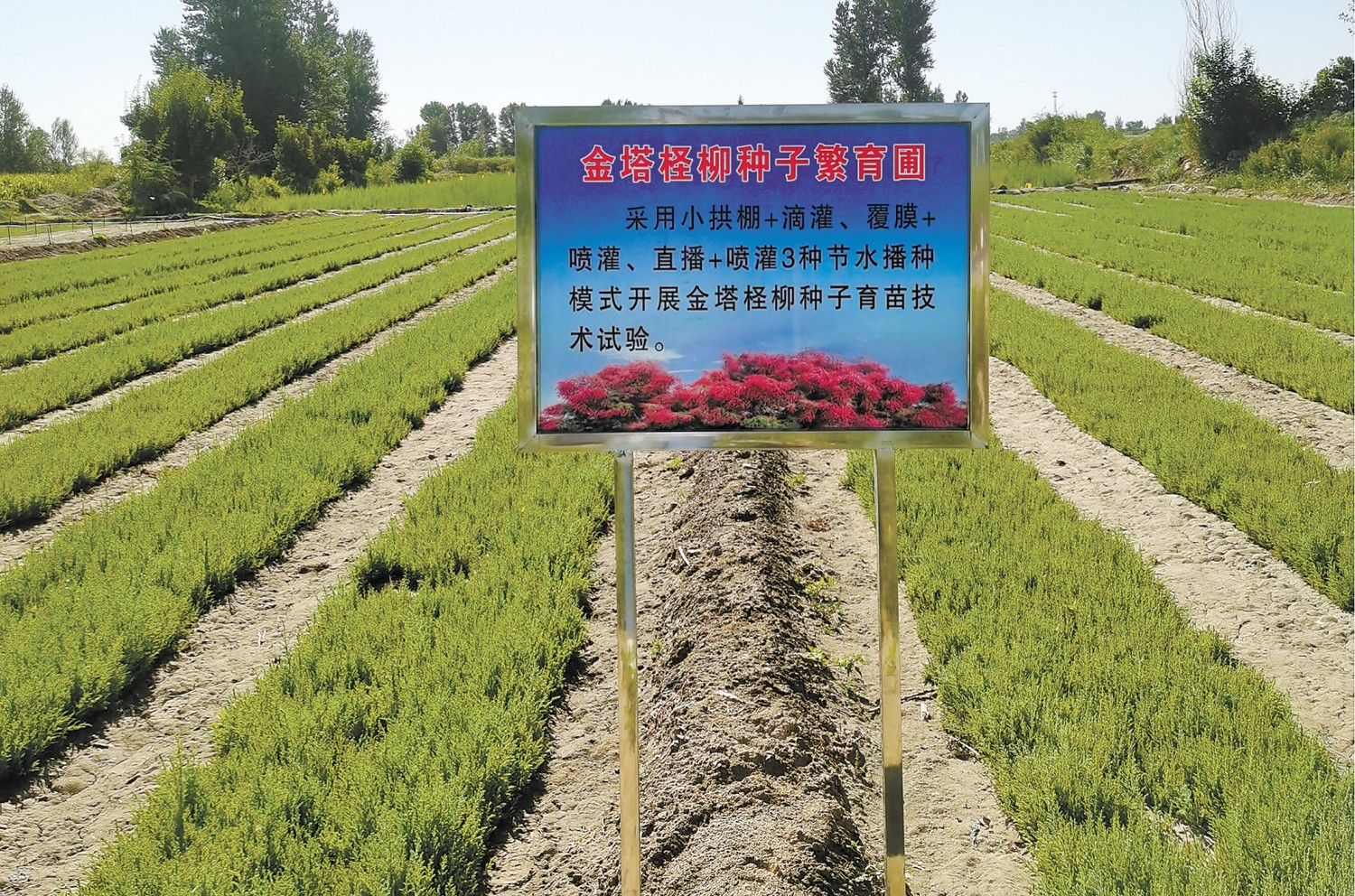 柽柳种子繁育圃 代云 摄