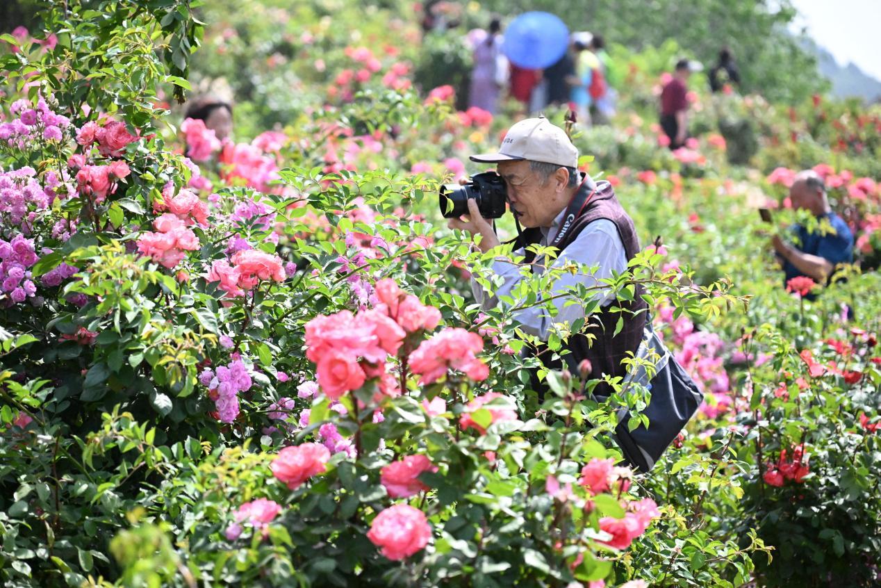 一名游客在山东省青岛市即墨区马山地址公园玫瑰园赏花拍照。