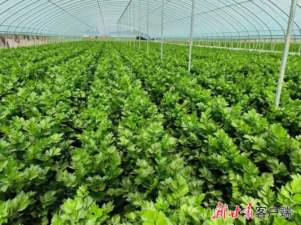 红古区高原夏菜生机盎然　红古区农业农村局供图