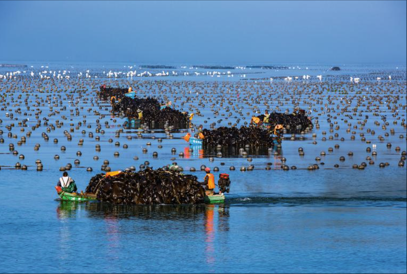 收獲海帶。