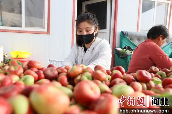 图为在南宫市苏村镇蟠桃种植基地，果农们在分拣刚采摘下来的蟠桃。 田优 摄