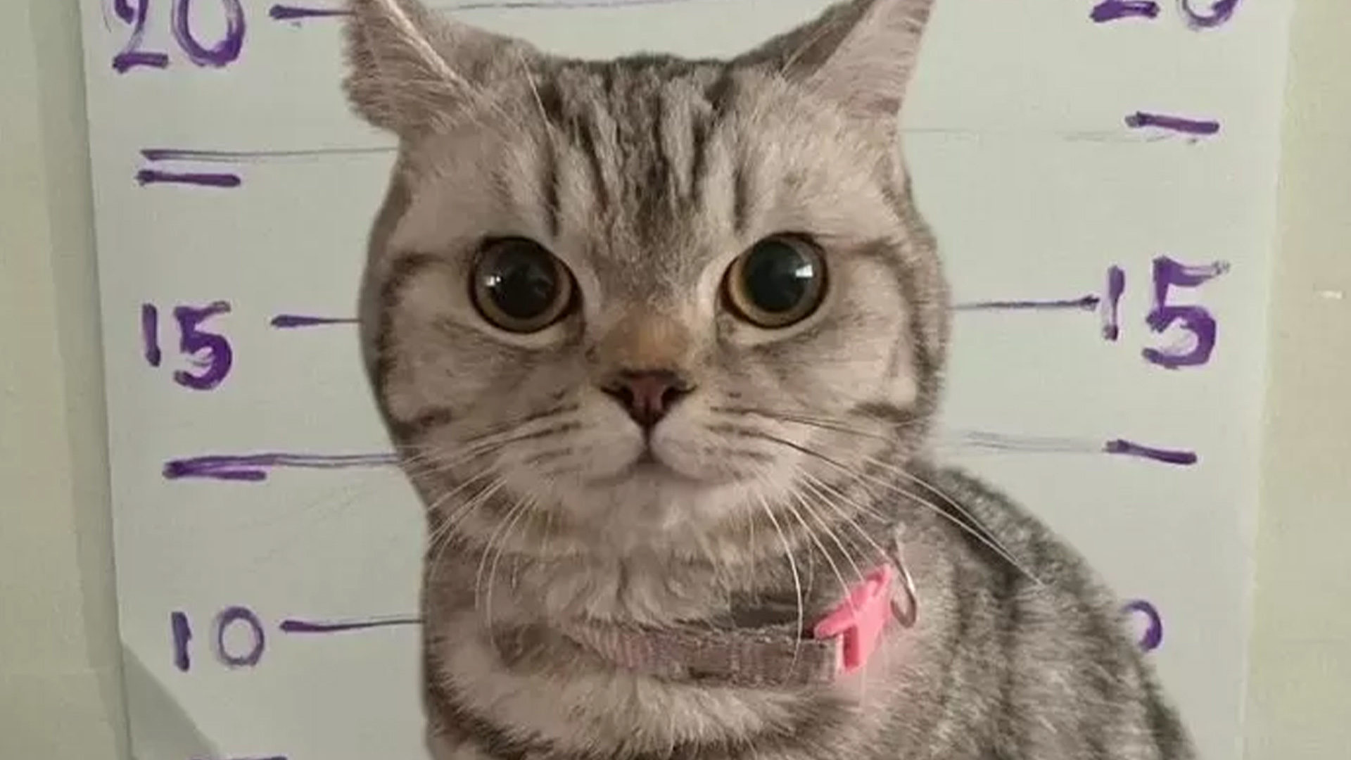 泰国猫咪连环袭警被捕，警局入案照走红，满脸写着不服