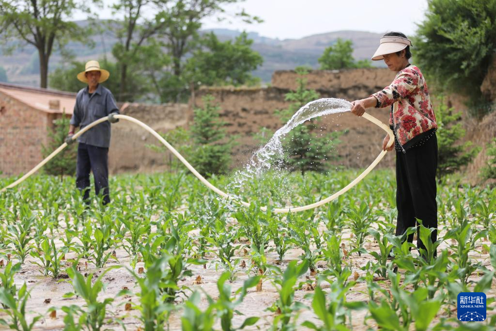 5月21日，在甘肃省定西市通渭县寺子川乡，农民给玉米地浇水。新华社发（王克贤　摄）