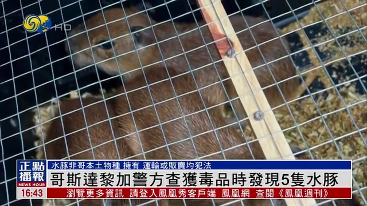 哥斯达黎加警方查获毒品时发现5只水豚