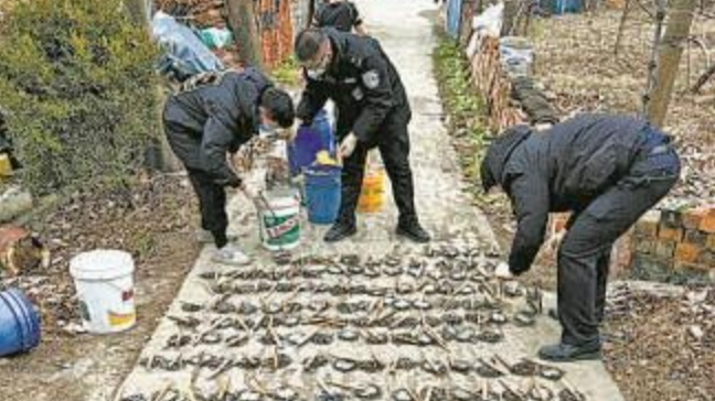 “狼王”落网记