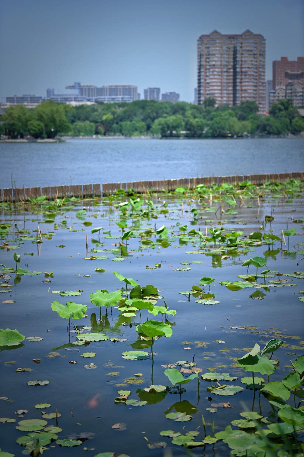老城泉水显风韵 大明湖畔小荷露尖角