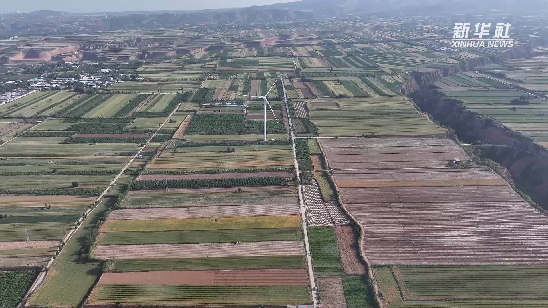 山西平陆：金银花开采收忙