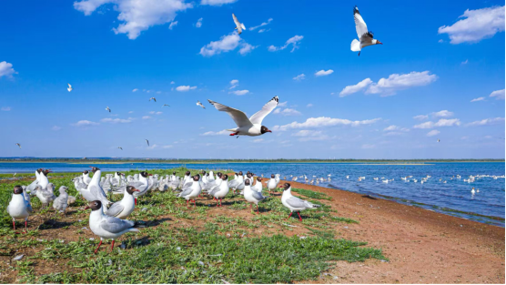 遗鸥在红碱淖栖息