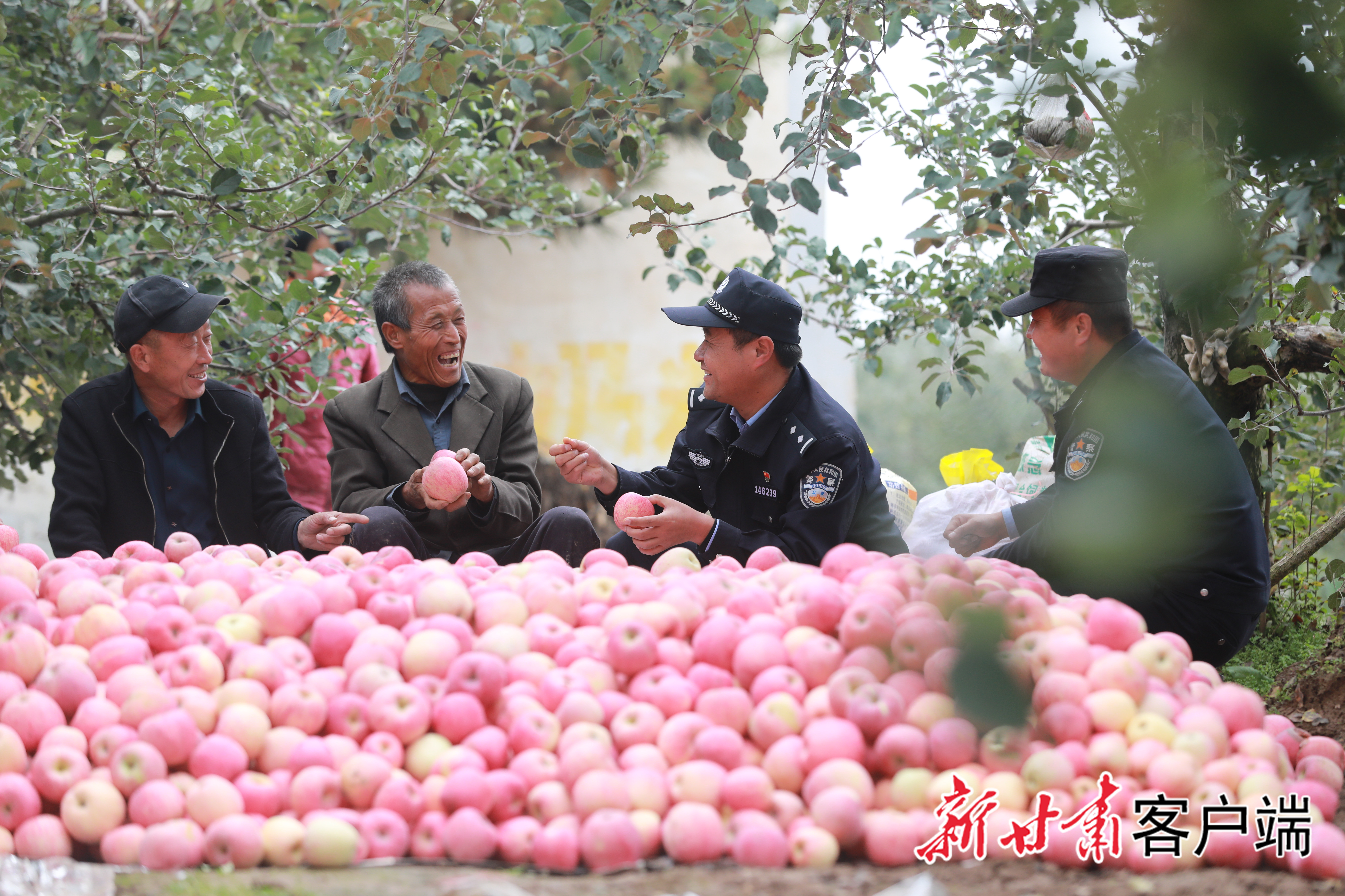 庆阳市正宁县公安局三嘉派出所民警走进辖区果园,帮助果农采收苹果,并向果农开展反诈宣传活动。(省公安厅供图)