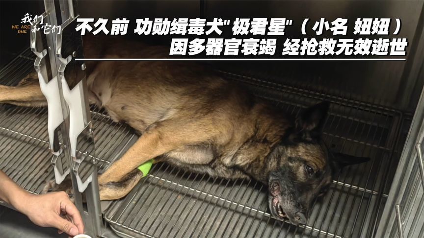 功勋缉毒犬“极君星”逝世，从警8年协助破百案，搜毒160余斤