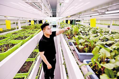 4月30日，冀州现代农业融合创新基地植物工厂，农技员在查看蔬菜长势。