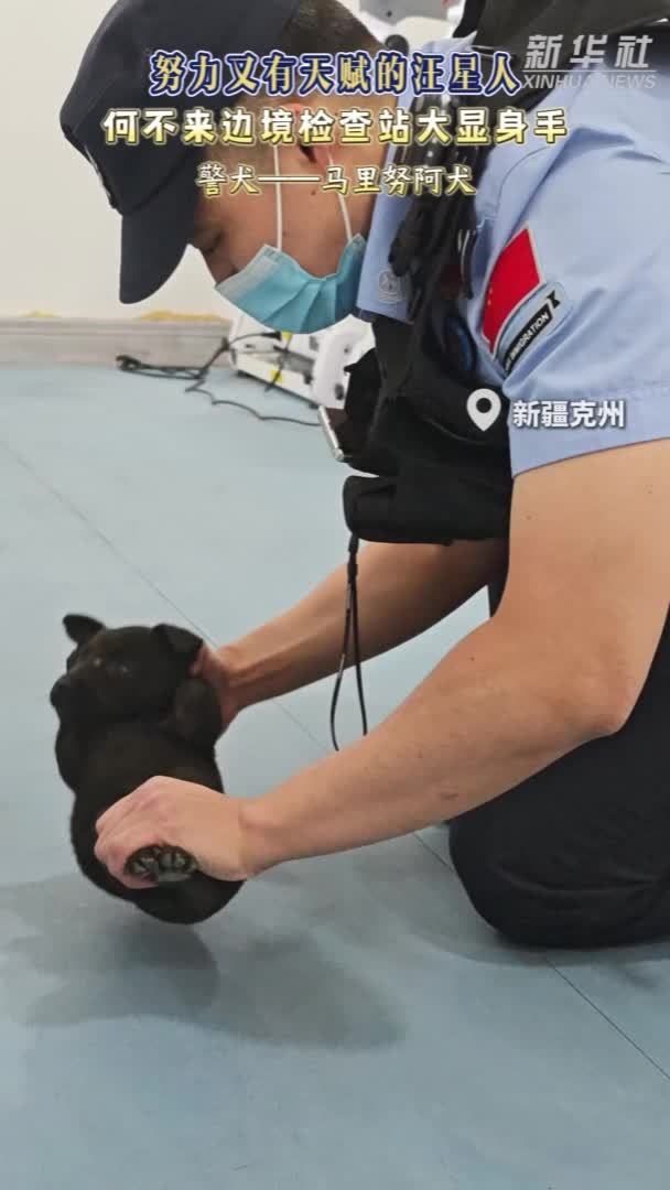 努力又有天赋的“汪星人”何不来边境检查站大显身手？