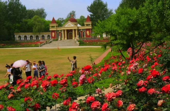 一年四季 泉在濟南丨濟南植物園月季花海盛放，快來邂逅泉城浪漫之約