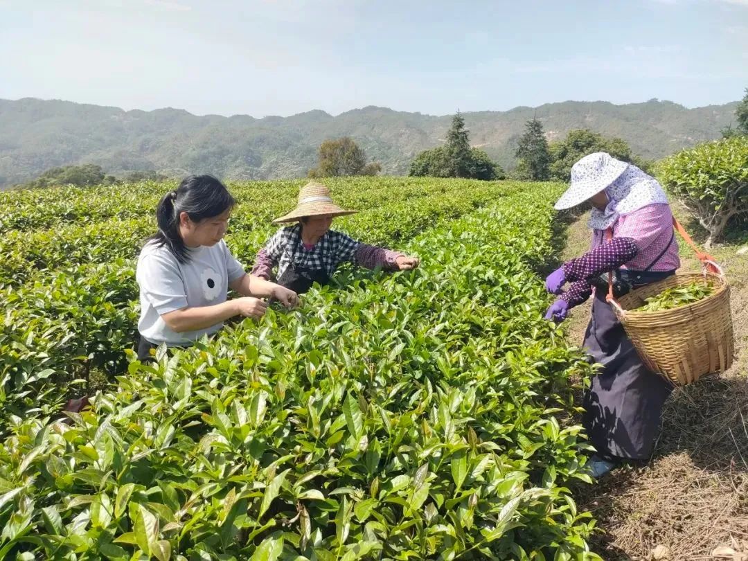 茶农在开平市大沙镇岗坪村的茶园采茶