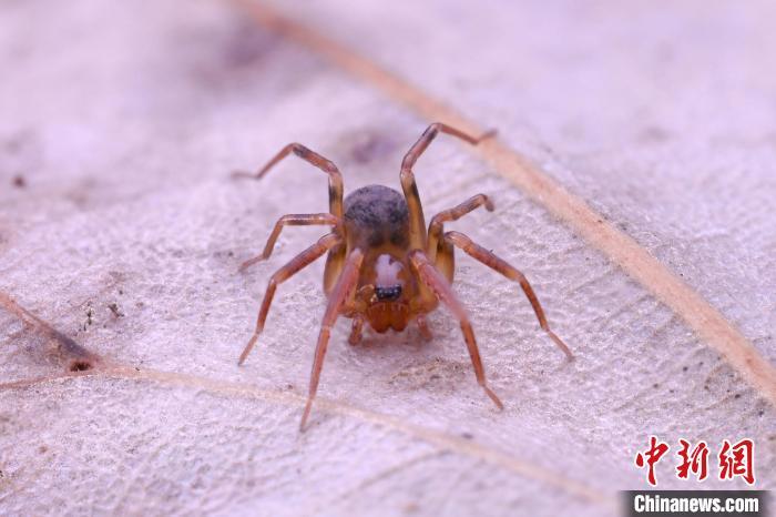 3月6日，在江西婺源森林鸟类国家级自然保护区，科研团队拍摄的蓝冠短尖蛛。吕晓婷 摄