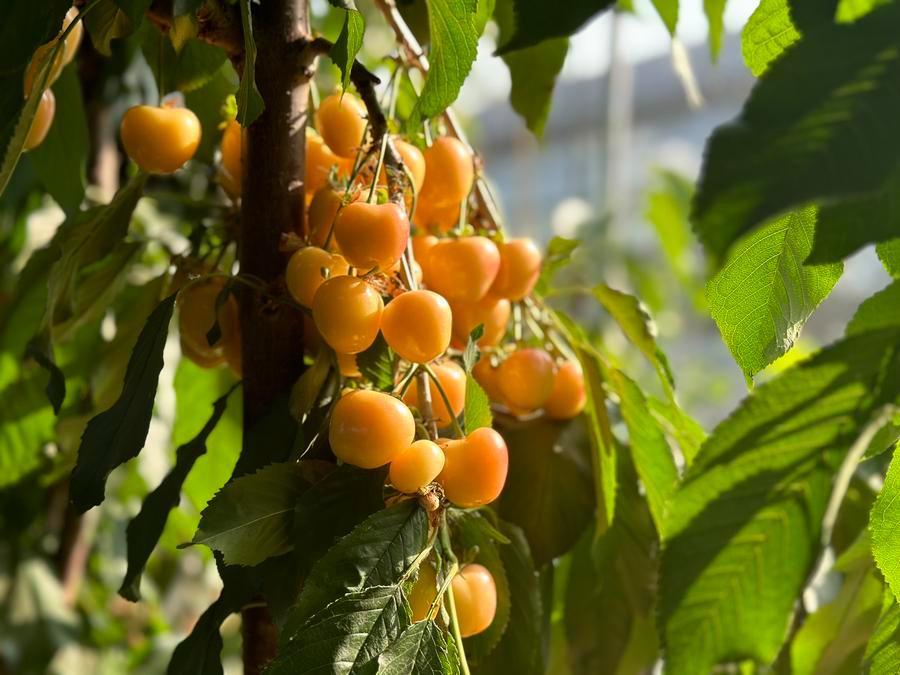 山东省泰安市岱岳区徂徕镇李家峪村的甜樱桃种植基地内,“鲁樱5号”挂在枝头。新华社发