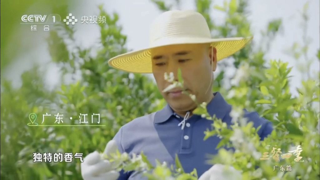 部分柑园镜头取景于昌源记新会天马种植基地 图片来源：央视一套《三餐四季》