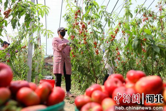 图为在南宫市苏村镇蟠桃种植基地，果农在采摘蟠桃。 田优 摄
