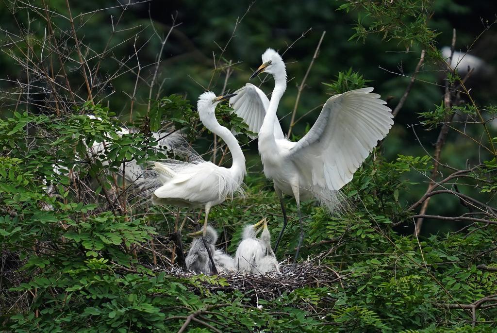 白鹭在天香园中栖息（5月19日摄）。 新华社记者万象 摄