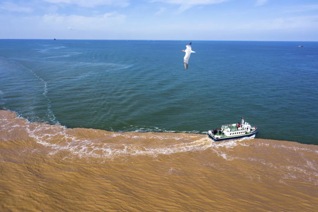 黄河入海口黄蓝交汇鸟类船只航拍全景.jpg