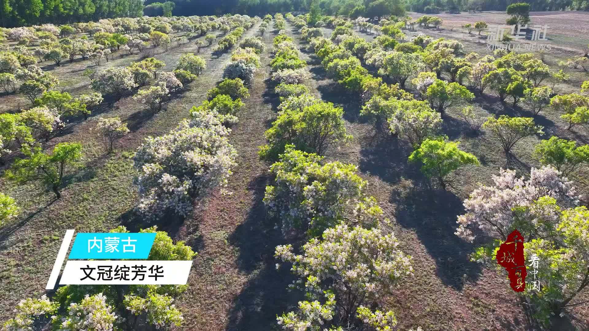 千城百县看中国｜内蒙古：文冠绽芳华
